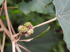 Mallotus paniculatus formosanus