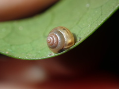 Coneuplecta calculosa