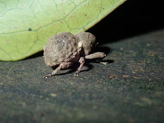 Imaliodes ventralis