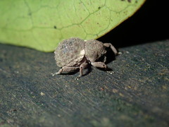 Imaliodes ventralis
