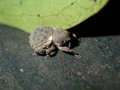 Imaliodes ventralis