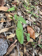 Aristolochia meridionalis