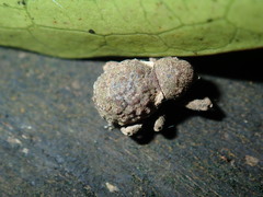 Imaliodes ventralis