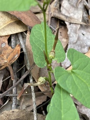 Aristolochia meridionalis