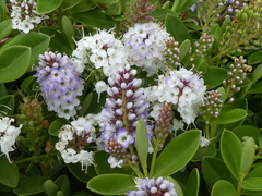 Veronica chathamica