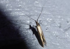 Coleophora deauratella