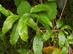Mussaenda parviflora