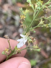 Teucrium corymbosum