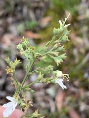 Teucrium corymbosum