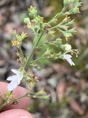 Teucrium corymbosum