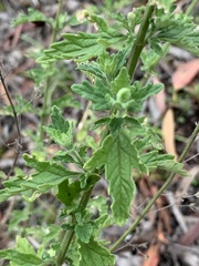 Teucrium corymbosum