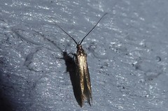 Coleophora deauratella