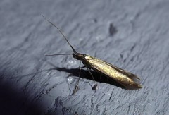 Coleophora deauratella