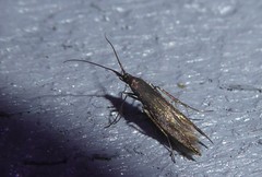 Coleophora deauratella