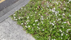 Veronica chathamica