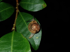 Nitor sheai