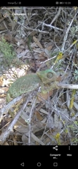 Chamaeleo chamaeleon chamaeleon