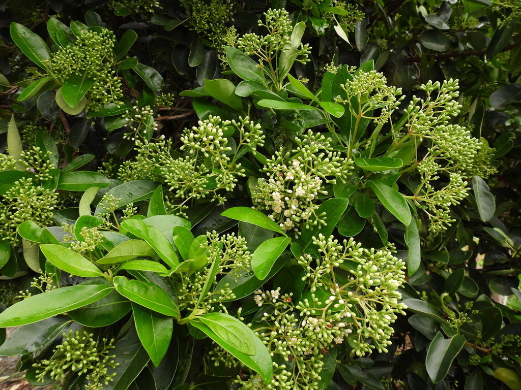 Viburnum odoratissimum