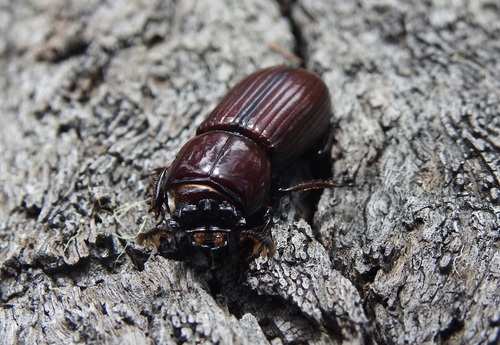 Aulacocyclus kaupii · iNaturalist