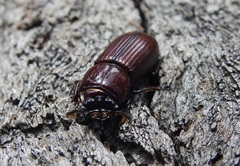 Aulacocyclus kaupii