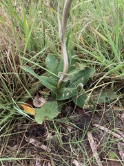 Helichrysum pedunculatum