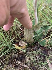 Helichrysum pedunculatum