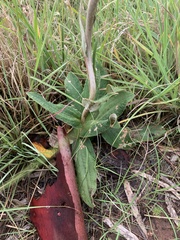 Helichrysum pedunculatum