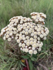 Helichrysum pedunculatum