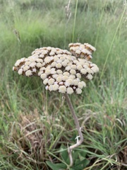 Helichrysum pedunculatum