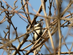 Parus minor