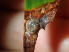 Posorites conscendens