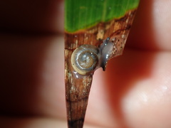 Posorites conscendens