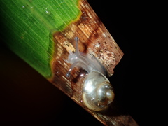 Posorites conscendens