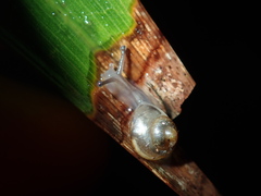 Posorites conscendens