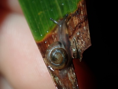 Posorites conscendens