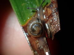 Posorites conscendens