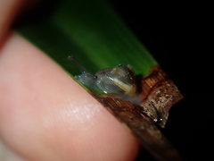 Posorites conscendens