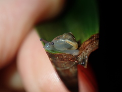 Posorites conscendens