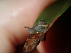 Posorites conscendens