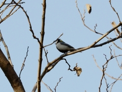 Parus minor