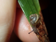 Posorites conscendens