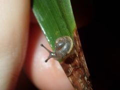 Posorites conscendens