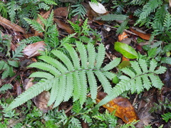 Christella ensifera