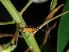Stenoderus ostricilla
