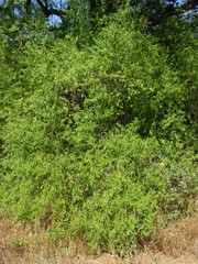 Vallesia glabra