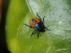 Anaxarchus pardalinus