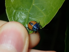 Anaxarchus pardalinus