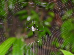 Leucauge tessellata
