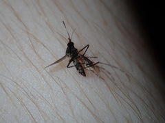 Aedes vigilax