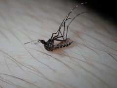 Aedes vigilax